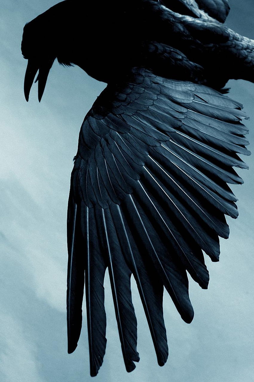Raven Bird, 0,13 Mb, Raven Boys Papel de parede de celular HD