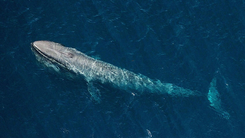 Blue Whale Brain Size, Blue Whale Breaching - Full HD wallpaper