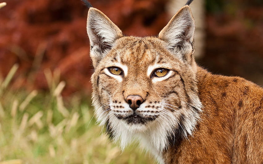 Bobcat HD wallpaper | Pxfuel