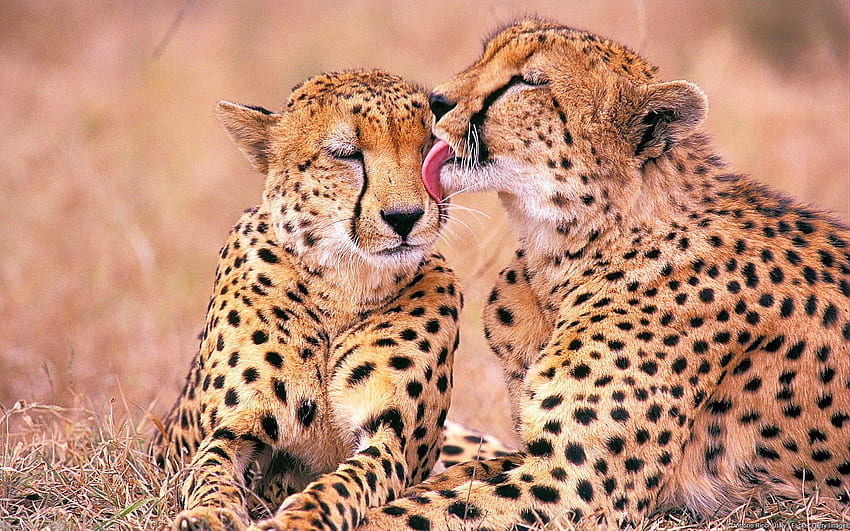 South African Cheetahs , . All For, African Love HD wallpaper