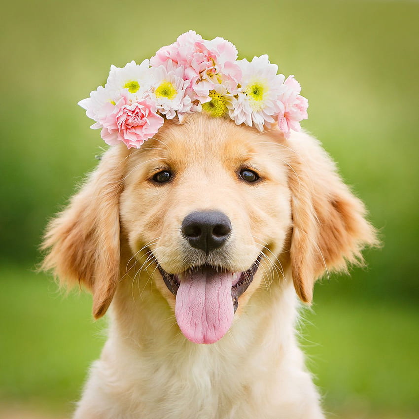 かわいい夏のゴールデンレトリバーの子犬、かわいいゴールデンレトリバー HD電話の壁紙