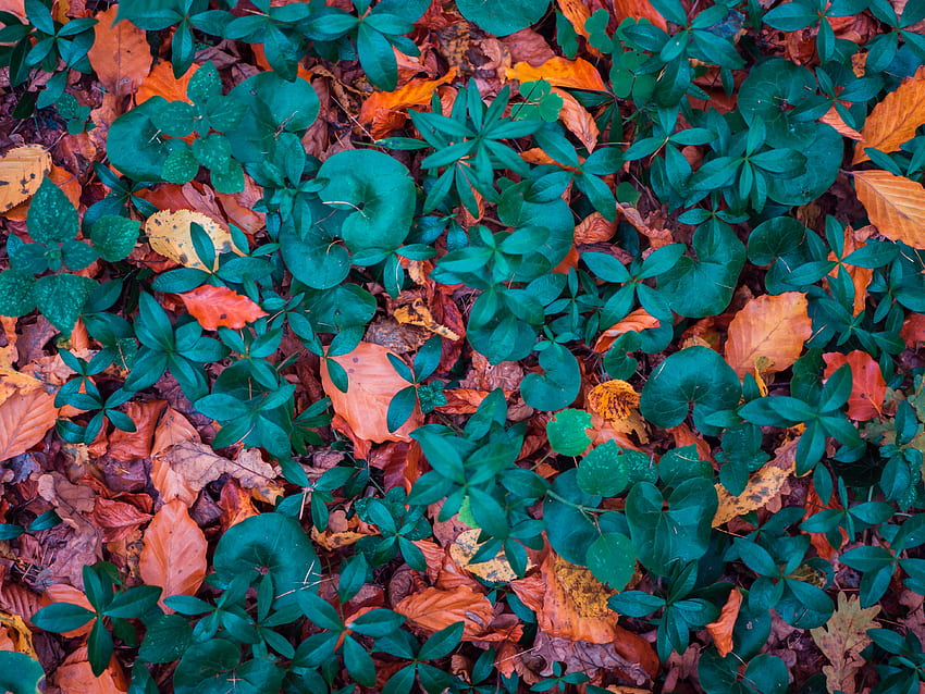 Natureza, Outono, Folhas, Formulário, Forms, Fallen papel de parede HD