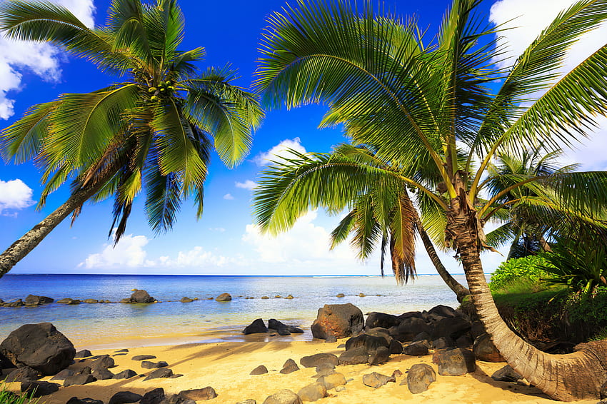 Хавай, остров, палми, море, тропици, екзотика, рай, красиво, релакс, плаж, ваканция, лято, почивка, пясък, небе, океан HD тапет