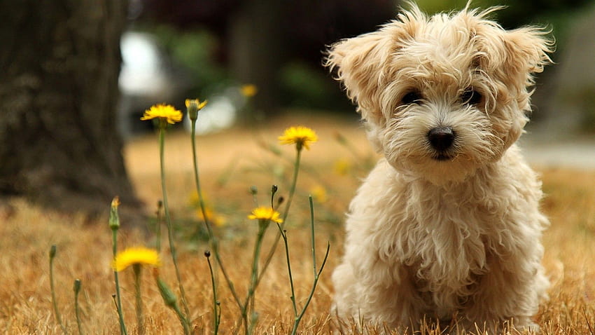 cute animal hd wallpapers for laptop