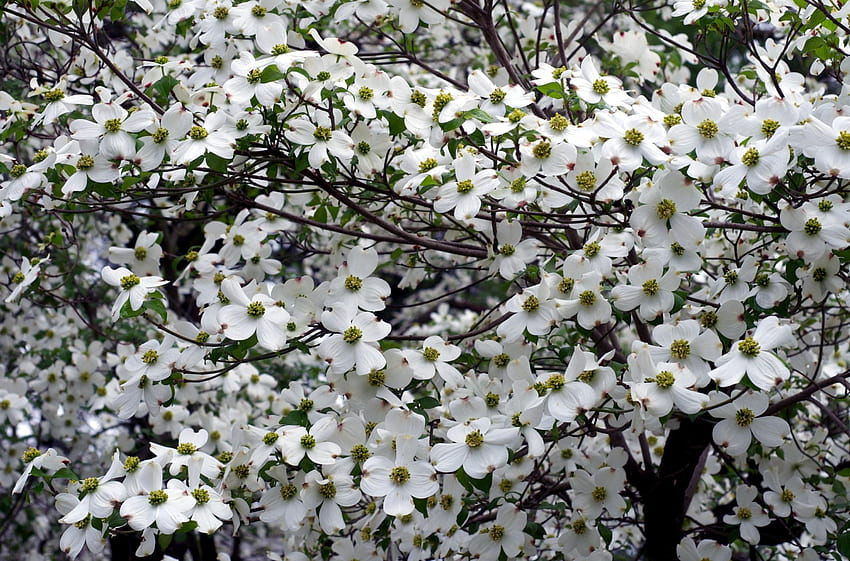 Galhos de árvore de corniso, flor de corniso papel de parede HD