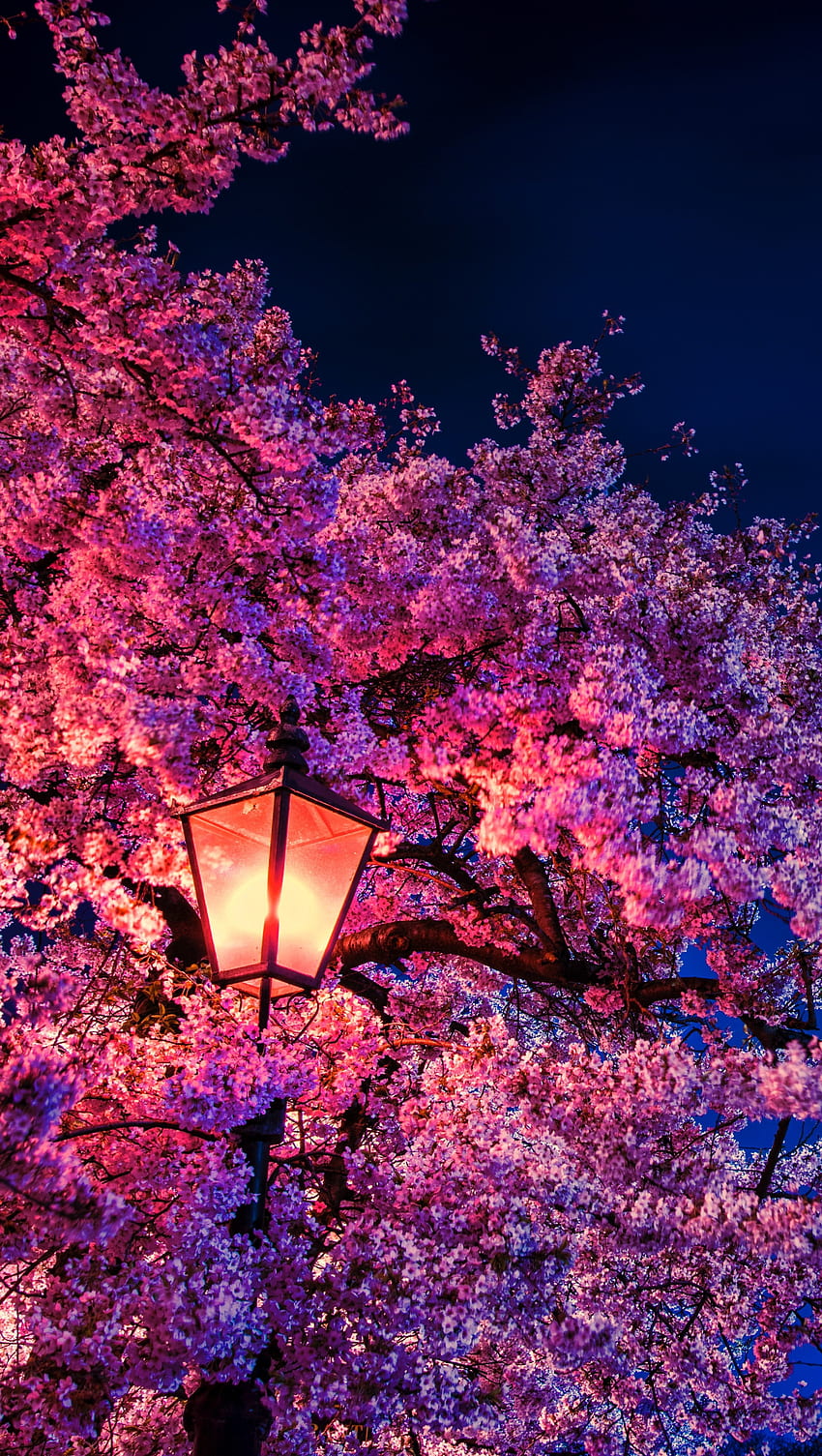 Cherry blossom at night light Ultra HD phone wallpaper