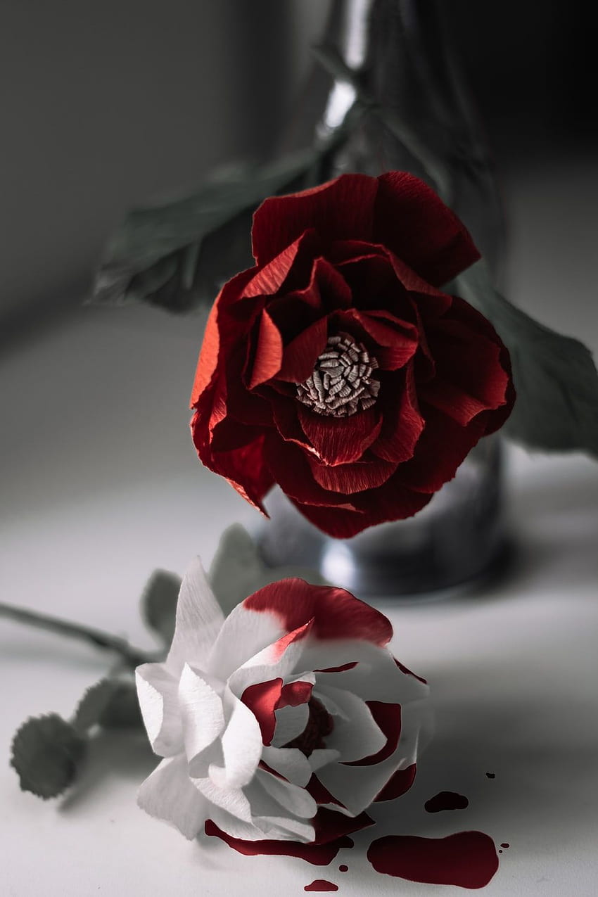 Blood Rose Images  Browse 32189 Stock Photos Vectors and Video  Adobe  Stock