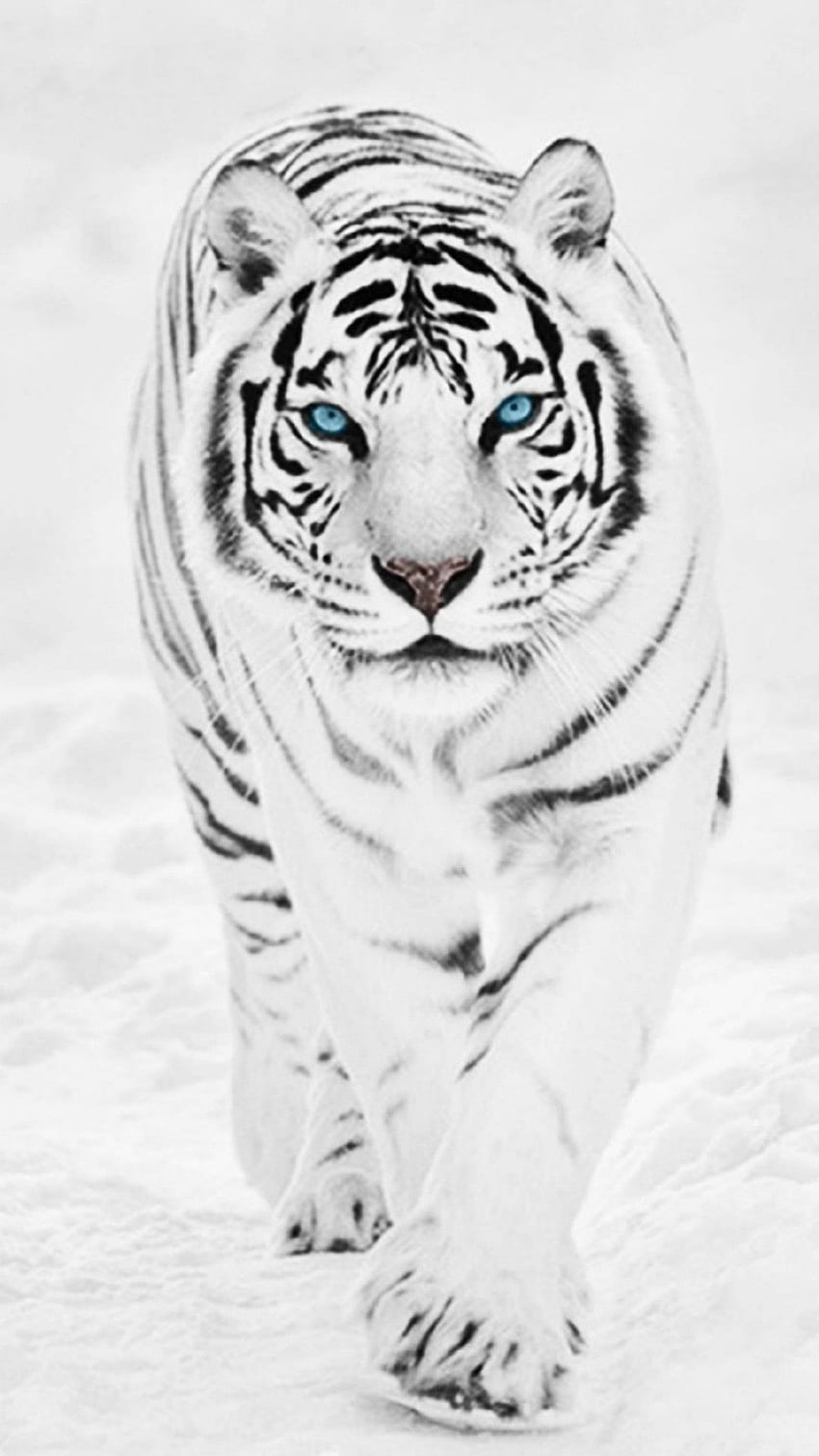 tigre blanco, tigres blancos fondo de pantalla del teléfono