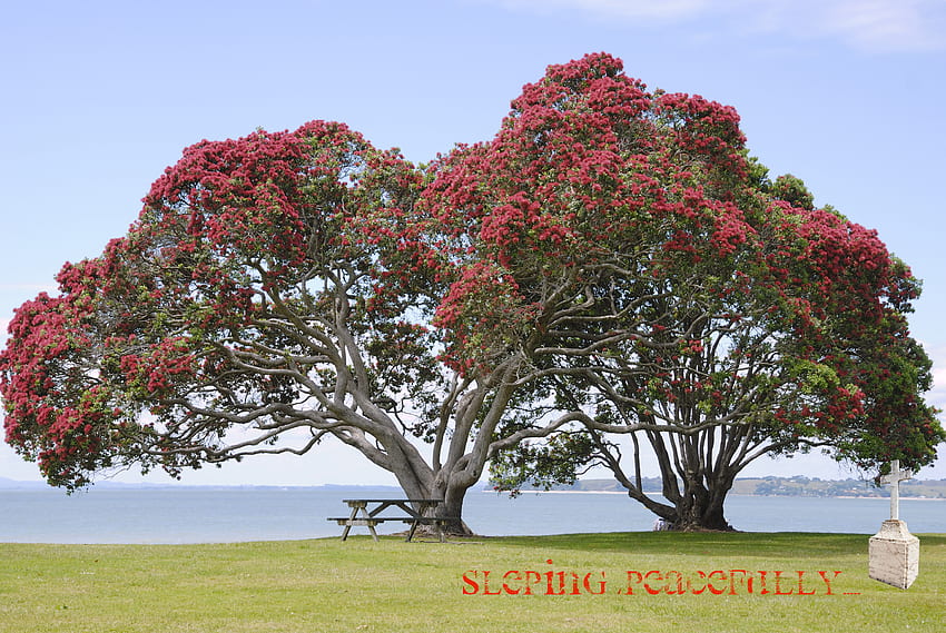 дърво с цветя, гроб, тихо, цветно, червено HD тапет