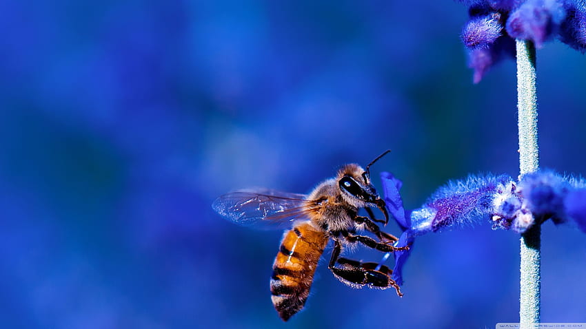꿀벌, 블루 라벤더 꽃 울트라 배경 HD 월페이퍼