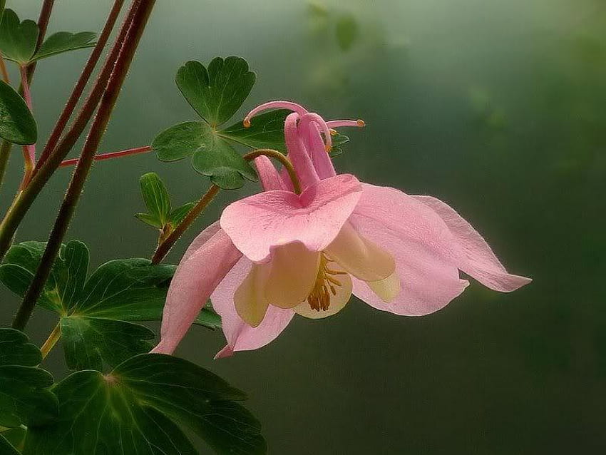 Columbine สีชมพู ใบไม้ ดอกไม้ วอลล์เปเปอร์ HD