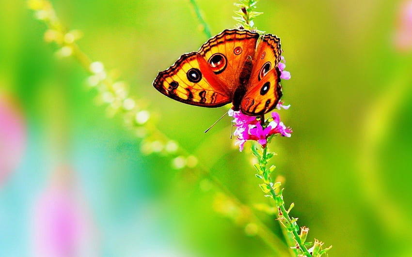 Papillon sur les fleurs, papillon, animaux, insectes, nature, fleurs, macro Fond d'écran HD