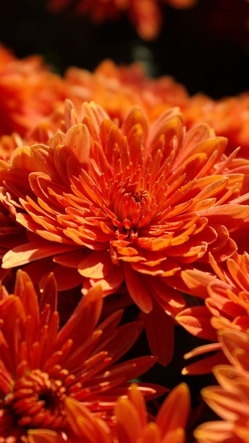 Orange, chrysanthemum flowers, bloom, . Flower HD phone wallpaper | Pxfuel