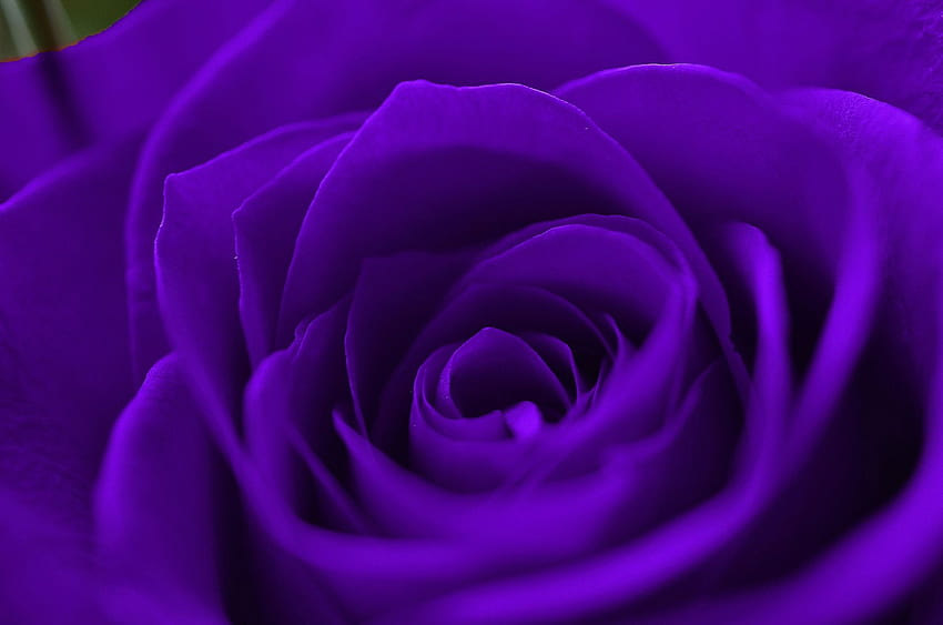 Purple Rose, Aesthetic Purple Rose HD wallpaper