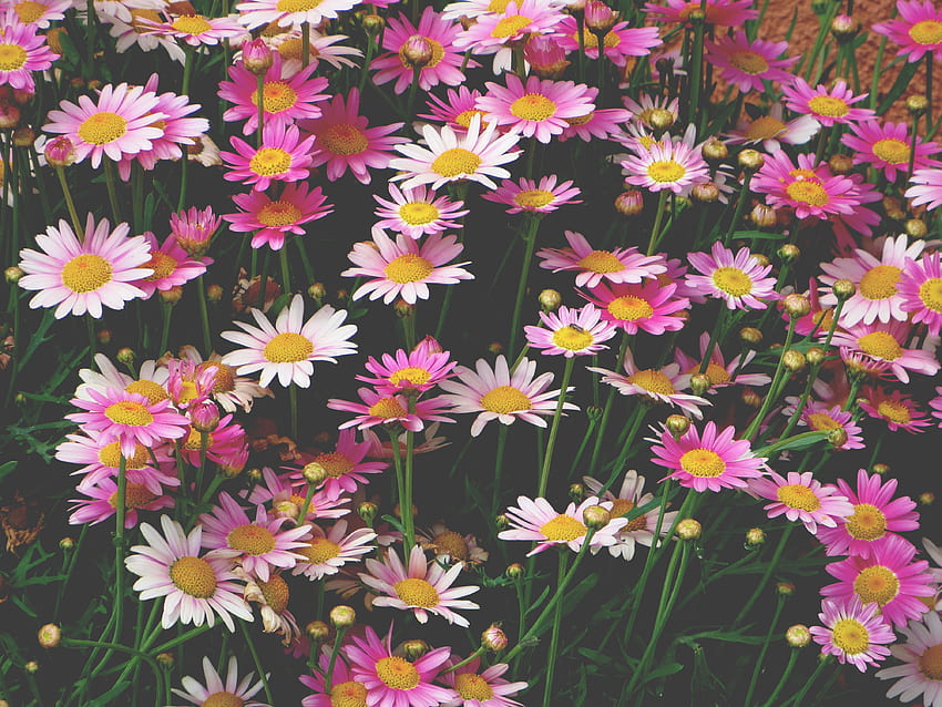flores, rosa, manzanilla, macizo de flores fondo de pantalla