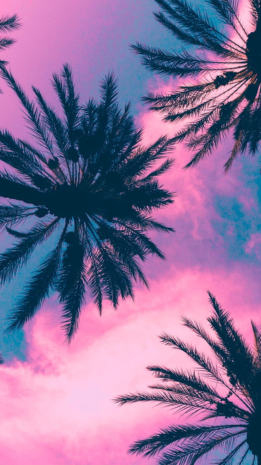 Natura • Pianta di cocco, palme, cielo, nuvole, rosa, clima tropicale • Per te Il meglio per & Mobile Sfondo del telefono HD
