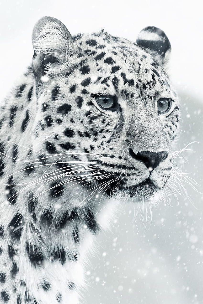 : fuoco superficiale su leopardo delle nevi bianco, ghepardo, mondo animale, mammifero Sfondo del telefono HD