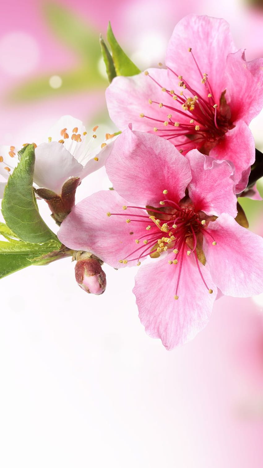 Wiosna Plum Blossom Gałąź Makro IPhone 6 . IPhone , IPad One St. Flowers graphy, Watercolor Flowers, Flower Tapeta na telefon HD