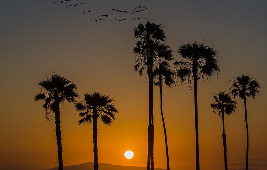 sunset, birds, palm trees, California for , section пейзажи HD wallpaper