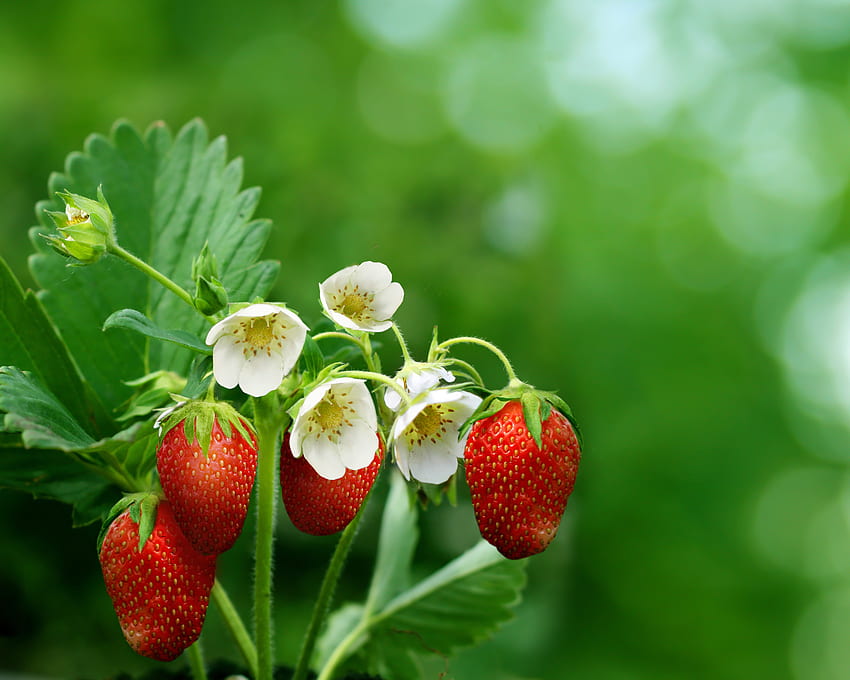 Blumen, Essen, Erdbeere, Beeren, Unschärfe, glatt, reif HD-Hintergrundbild