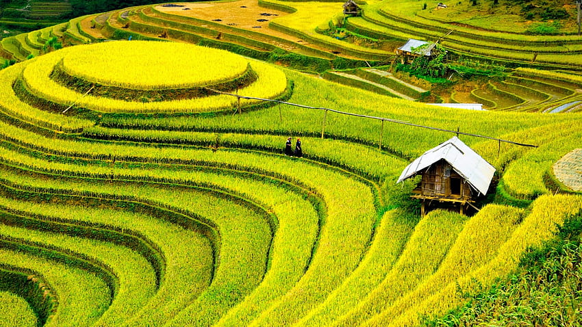 Vietnam'daki pirinç tarlaları (). Çeltik Tarlası HD duvar kağıdı