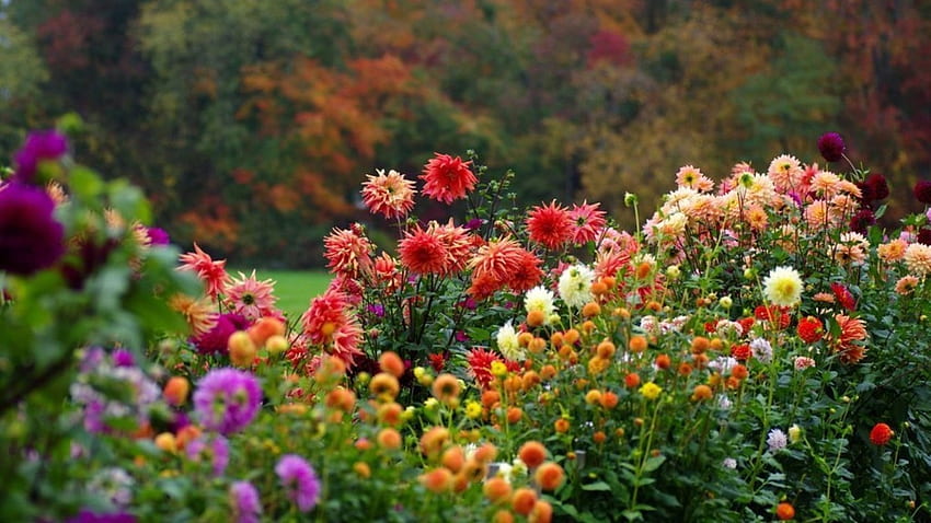 ~ God's masterpiece, Flowers, Blooms, colours, Garden HD wallpaper
