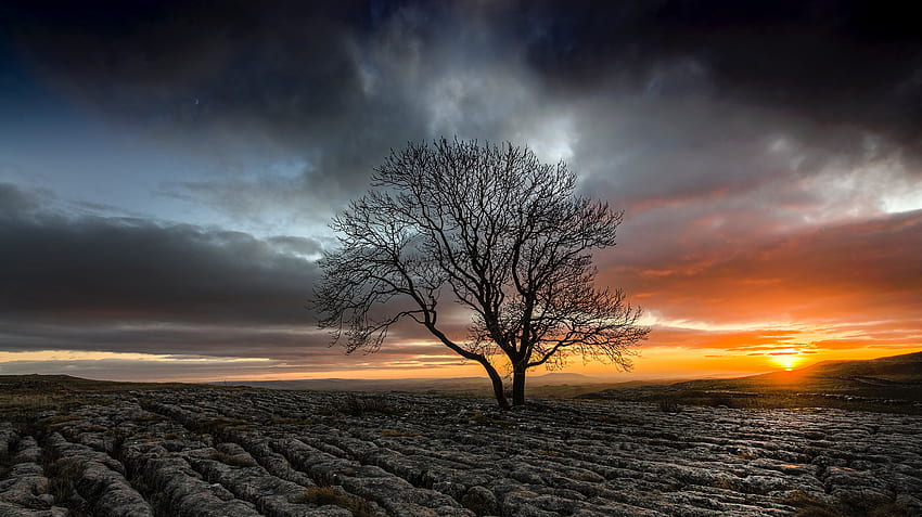 Lonely Tree In Drought Field Sunset, Nature, , , Background, and HD wallpaper