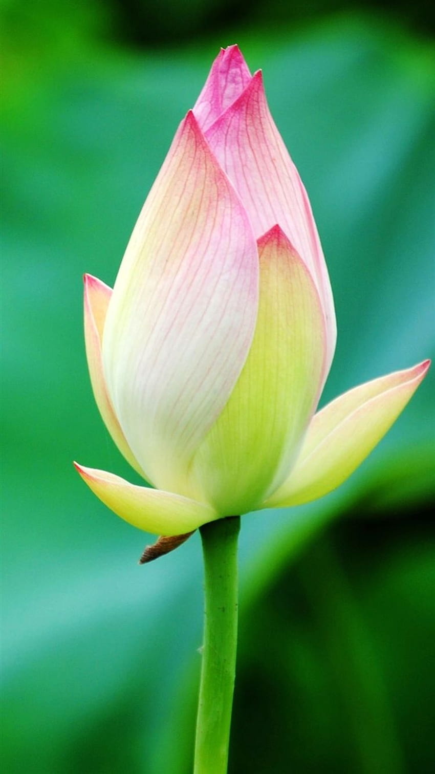 Czysty piękny pączek kwiatu lotosu makro Bokeh na telefon Tapeta na telefon HD