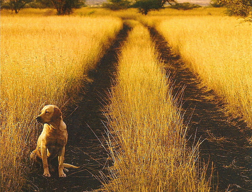 Waiting for Thomas, golden, field, waiting, road, country, lab HD wallpaper