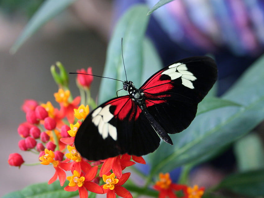 mariposa roja y negra. mariposa de la selva tropical fondo de pantalla