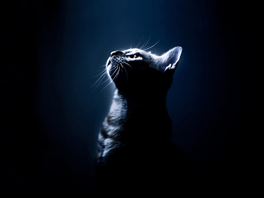 Zwierzęta, kotek, kotek, ciemne tło, cień, wzrok, opinia Tapeta HD