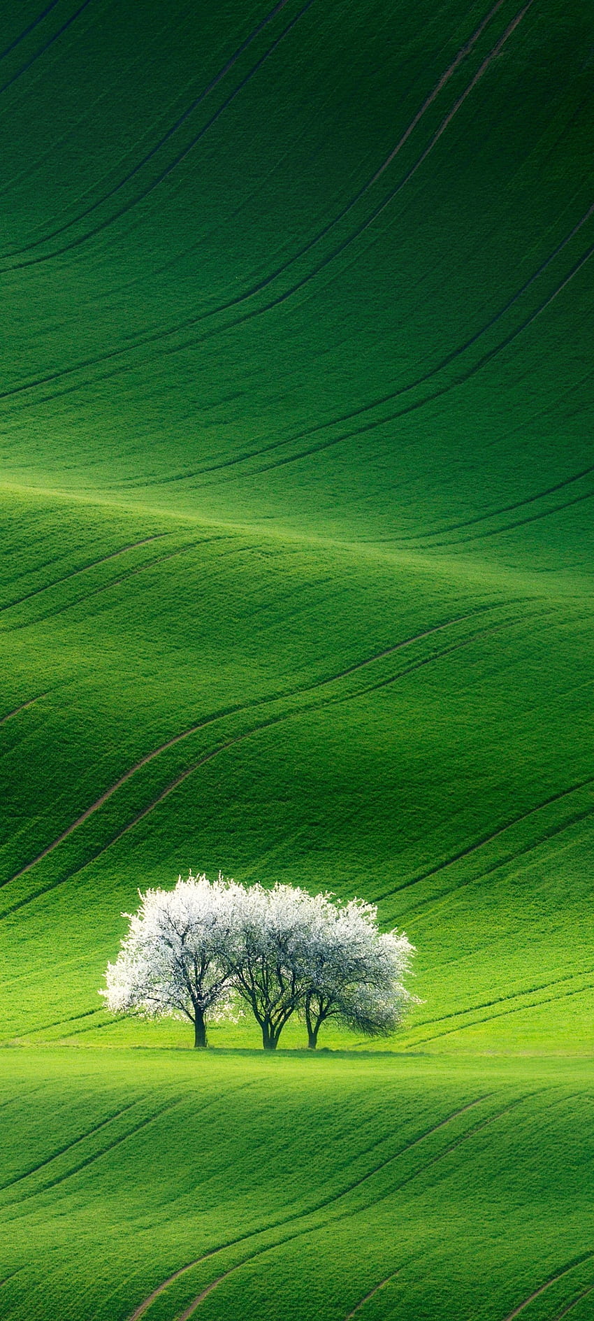Grassland , Green, Landscape, Summer, Stock, Aesthetic, Nature HD phone wallpaper