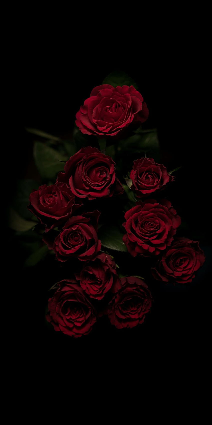 Caroline o estetyce Z mojej rolki z aparatu. Kwiaty czarne tło, róża, czerwone róże, kwiaty z czernią Tapeta na telefon HD