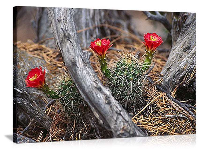 flor de cactus, madera, floración, cactus, rojo fondo de pantalla