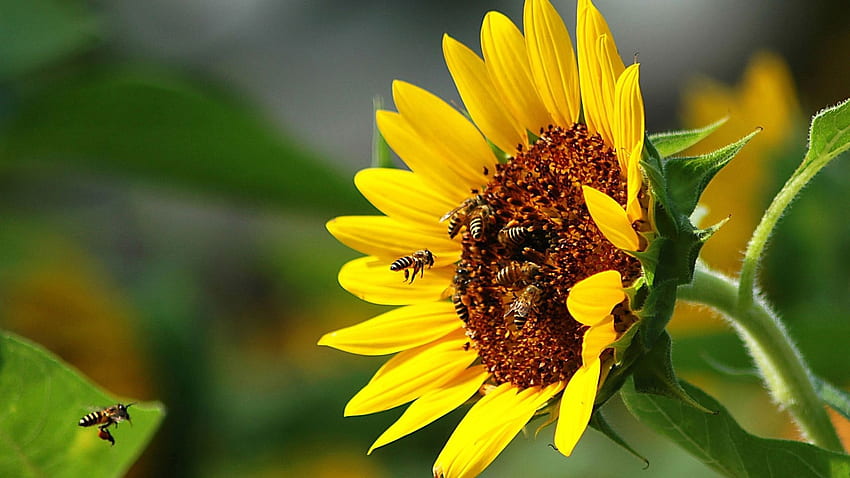 Api, impollinazione, fiore - nes De Abejas En Flores - e , api e fiori Sfondo HD
