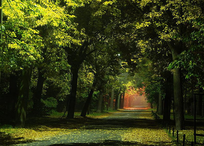 Gdzie?, złote światło, ścieżka, gałęzie, drzewa, las Tapeta HD