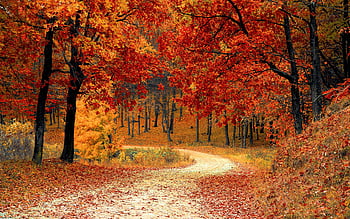 Mùa thu là một trong những mùa đẹp nhất trong năm. Hình ảnh về autumn season wallpaper sẽ khiến bạn cảm nhận được sự ấm áp và đầy màu sắc của mùa thu. Hãy cùng khám phá những hình ảnh đẹp này để cho một mùa thu đáng nhớ nhất!