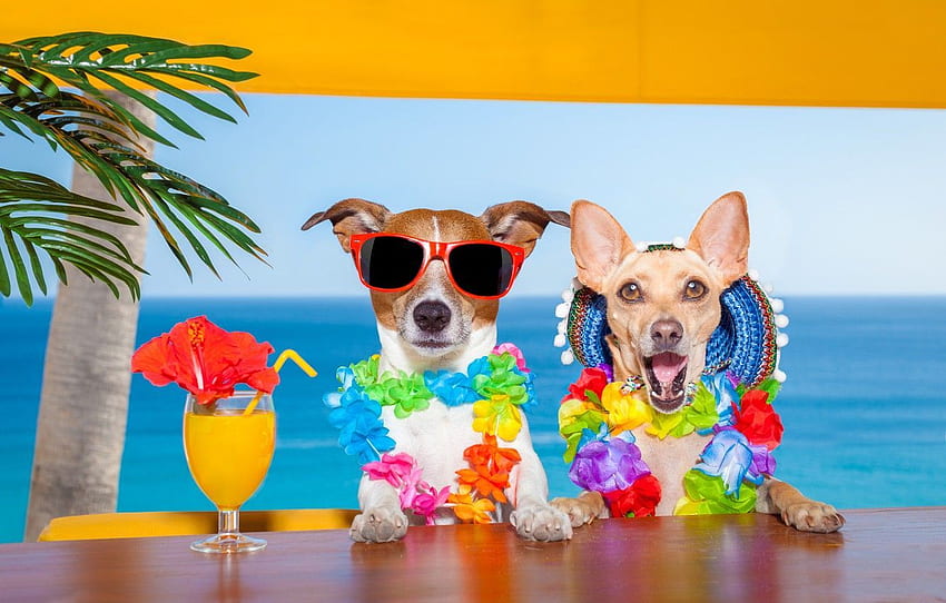 Dogs In Summer, Summer Puppy HD wallpaper