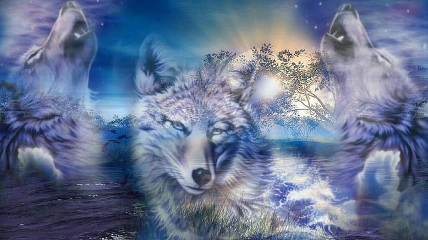 Live Wolf (best Live Wolf and ) on Chat, Christmas Wolves HD wallpaper