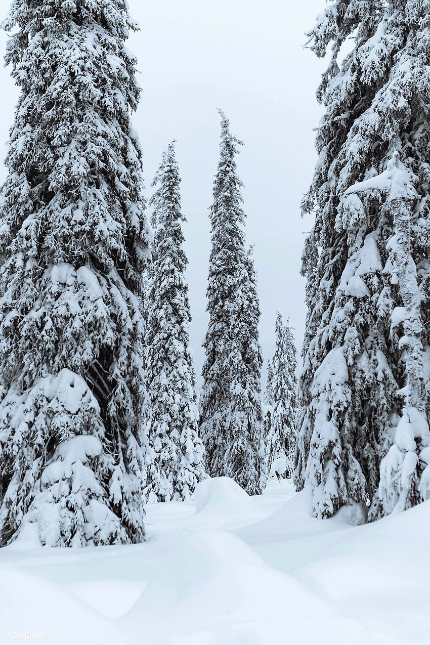Pohon cemara tertutup salju di Taman Nasional Riisitunturi, Finlandia. / Jack Anstey. Pohon cemara, Pemandangan musim dingin, Pohon bersalju, Hutan Arktik wallpaper ponsel HD