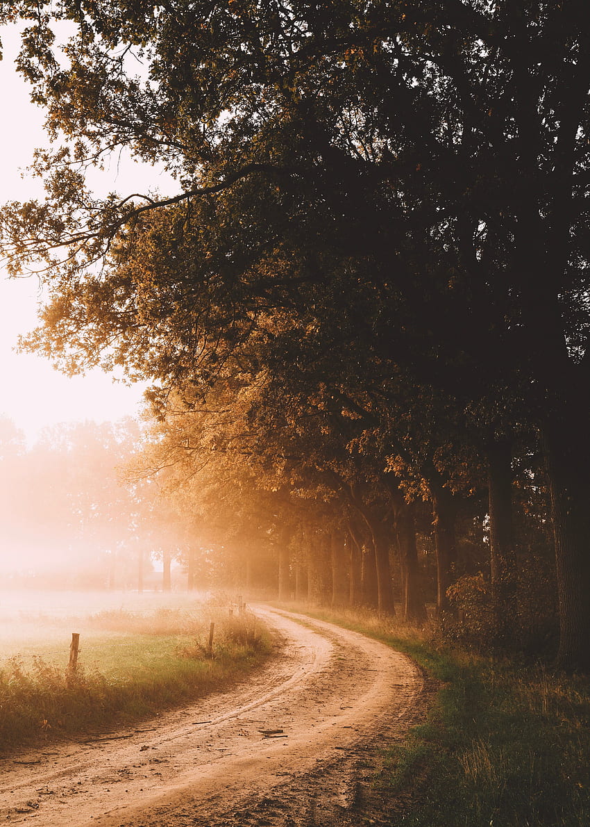 Landscape, Nature, Trees, Road, Fog, Morning, Sunlight HD phone wallpaper