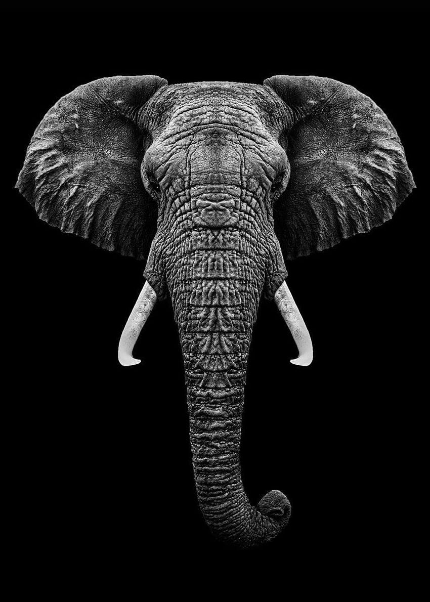 Plakat Głowa słonia z rogami autorstwa MK studio. Rozłożyć. Sztuka słonia, grafika słonia, grafika słonia, druk słonia Tapeta na telefon HD