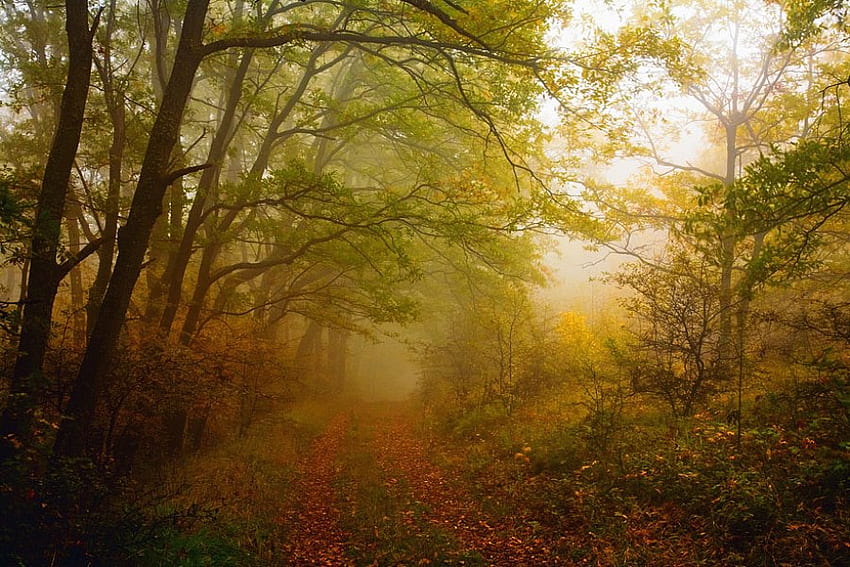 Misty Forest, mist, fog, graphy, bulgaria, forests HD wallpaper