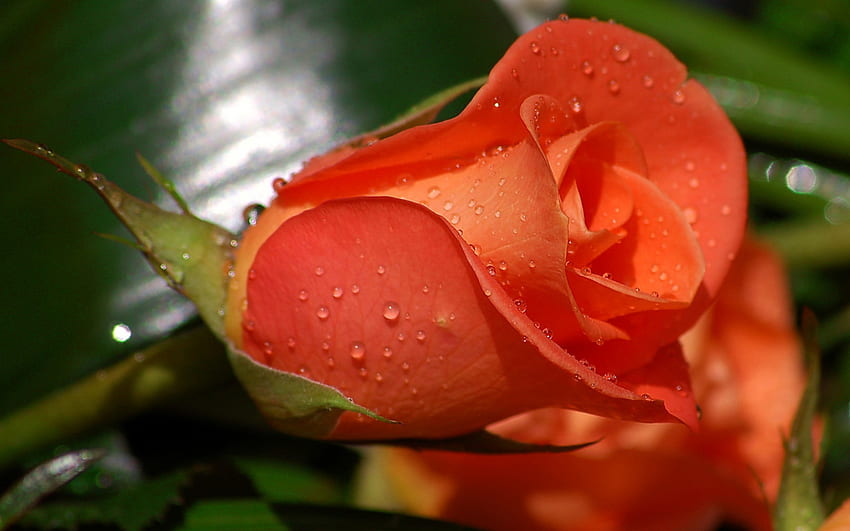 Mawar aprikot, mawar, valentine, cinta, bunga Wallpaper HD