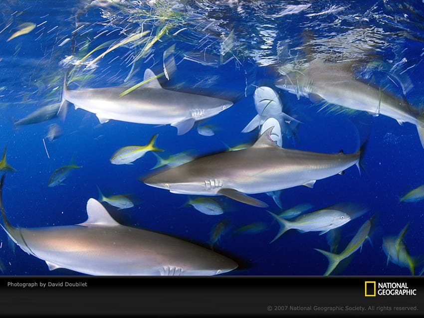 Shark Frenzy, animaux, requins, grand blanc, eau, océan Fond d'écran HD