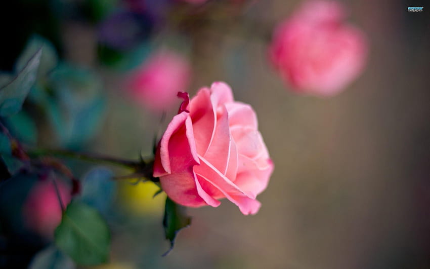 ಌ.Tender Pink Roses.ಌ, gentle, cute, fragrance, charm, petals, feel ...