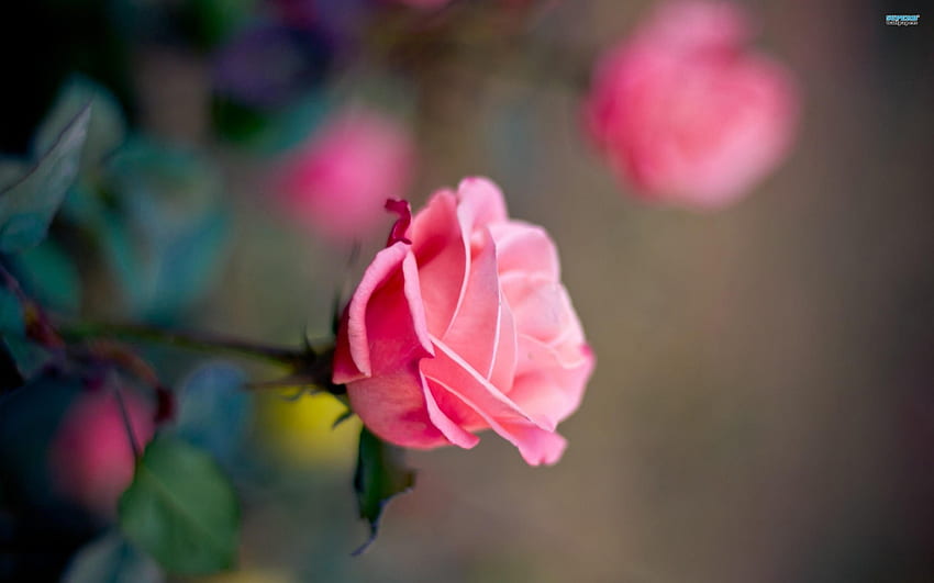 ಌ.Tender Pink Roses.ಌ, sanft, süß, Duft, Charme, Blütenblätter, Gefühl, süß, weich, schön, rosa, Blätter, Gefühl, Liebe, zarte rosa Rosen, Natur, Duft, Blumen, zarte Berührung, lieblich HD-Hintergrundbild