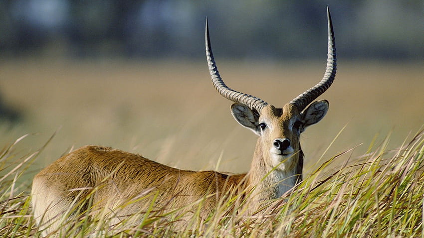 Animals, Grass, Stroll, Horns, Antelope HD wallpaper