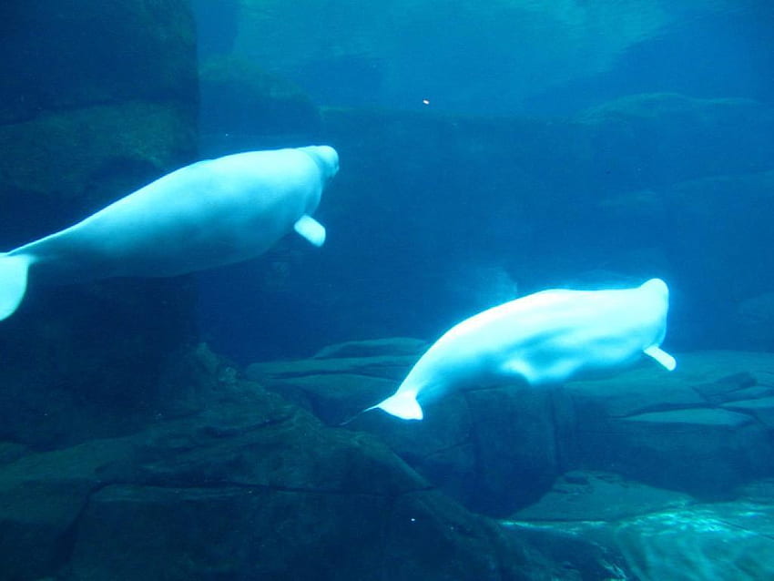 Beluga Whale for Android HD wallpaper