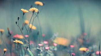 Pretty Garden: Is a beautiful for background, Simple Floral HD wallpaper |  Pxfuel